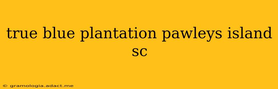 true blue plantation pawleys island sc