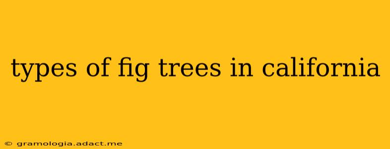 types of fig trees in california