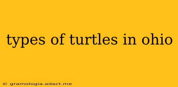 types of turtles in ohio