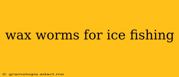 wax worms for ice fishing