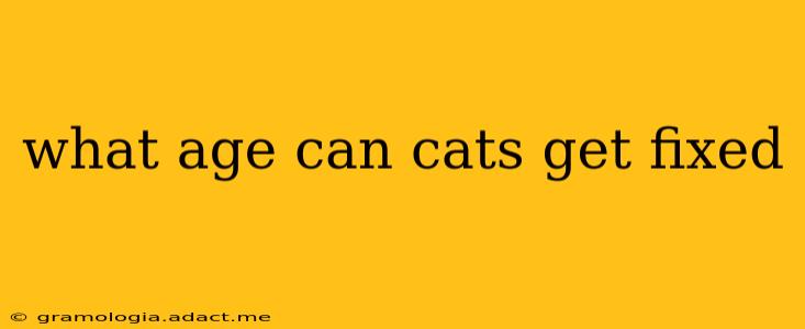 what age can cats get fixed