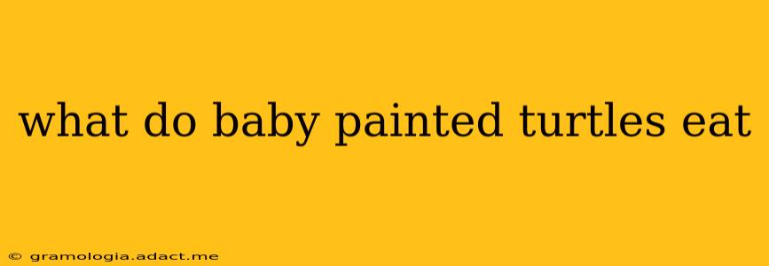 what do baby painted turtles eat