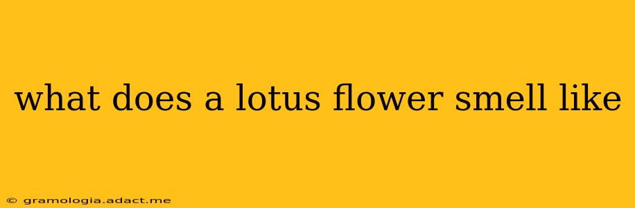 what does a lotus flower smell like