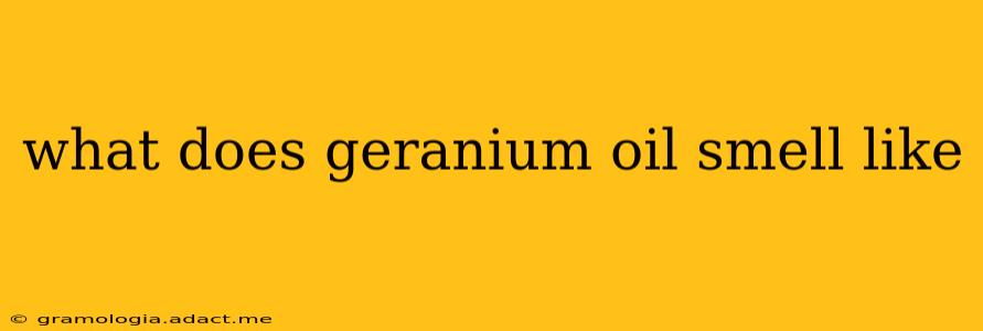 what does geranium oil smell like