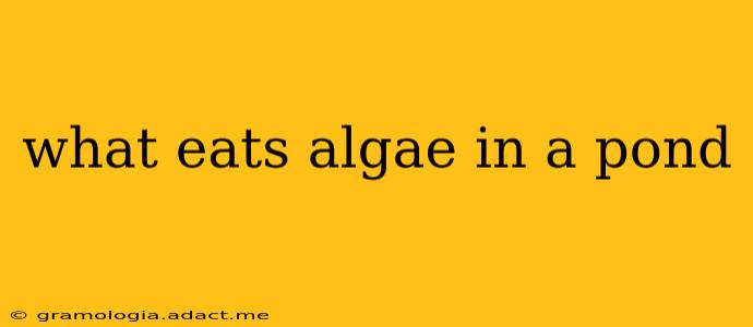 what eats algae in a pond