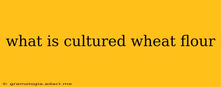 what is cultured wheat flour