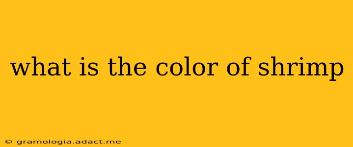 what is the color of shrimp