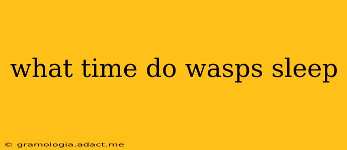 what time do wasps sleep