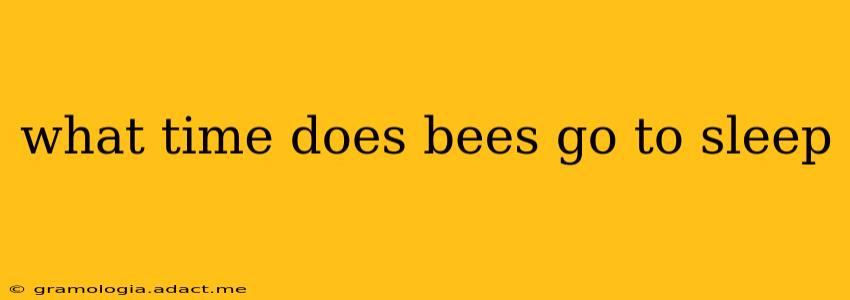what time does bees go to sleep