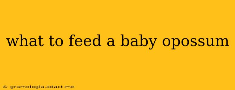 what to feed a baby opossum