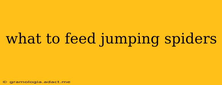 what to feed jumping spiders