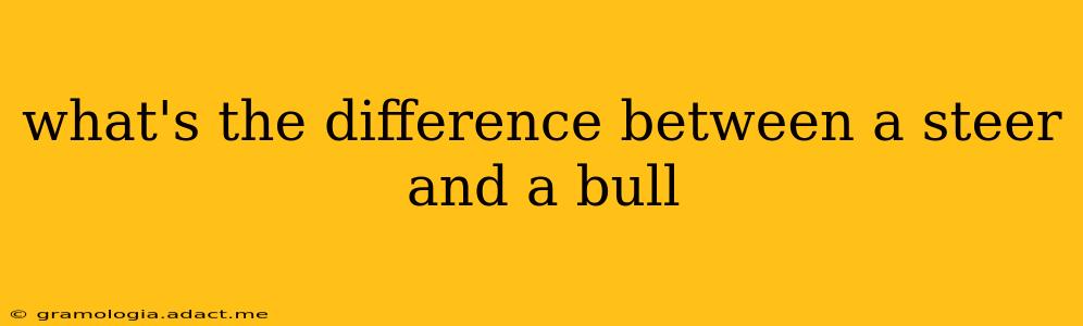 what's the difference between a steer and a bull