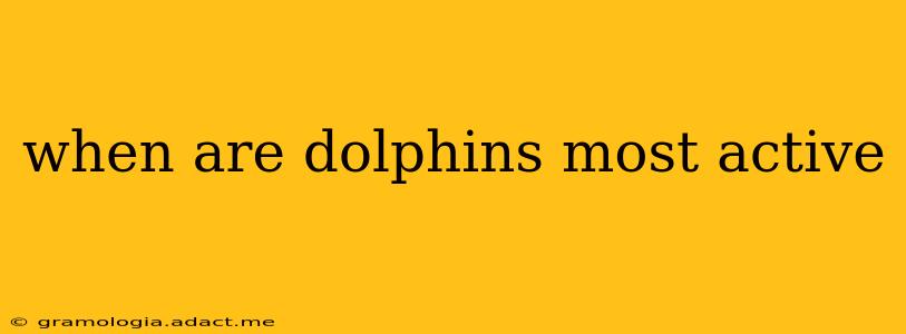 when are dolphins most active