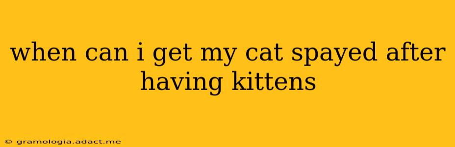 when can i get my cat spayed after having kittens