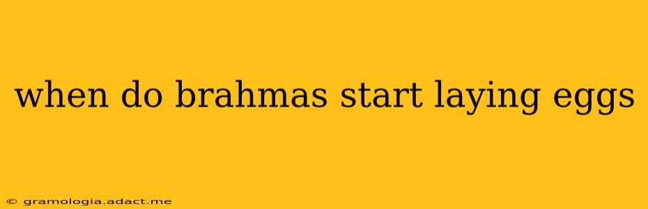 when do brahmas start laying eggs
