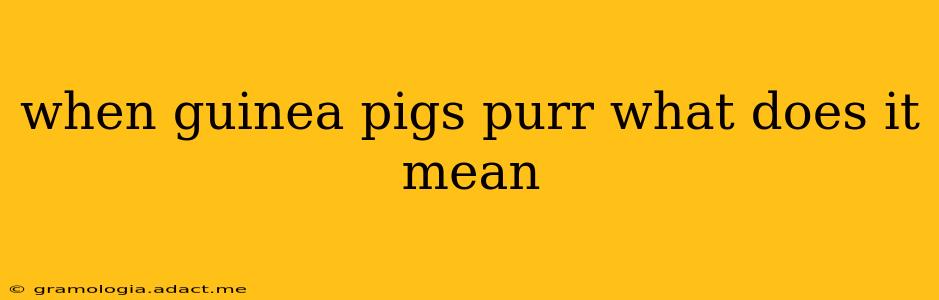 when guinea pigs purr what does it mean