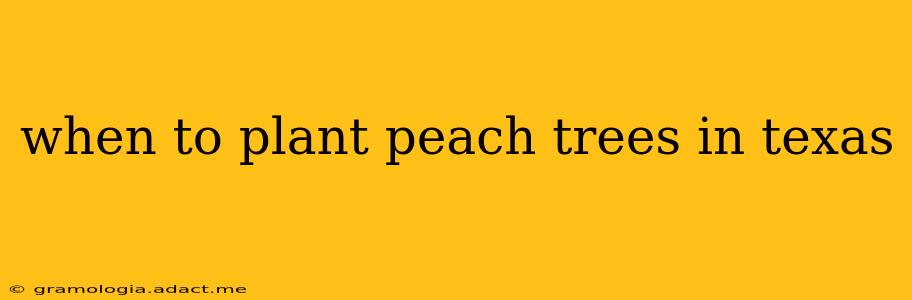 when to plant peach trees in texas