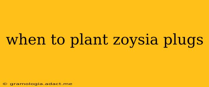 when to plant zoysia plugs