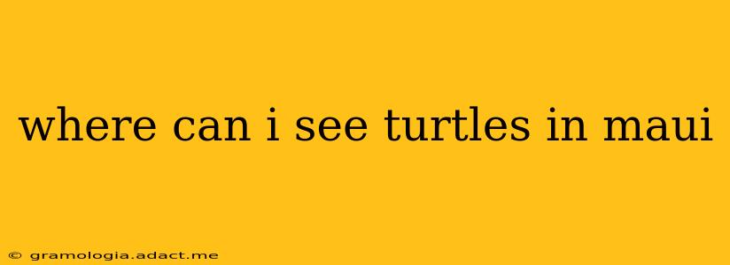 where can i see turtles in maui