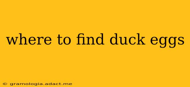 where to find duck eggs