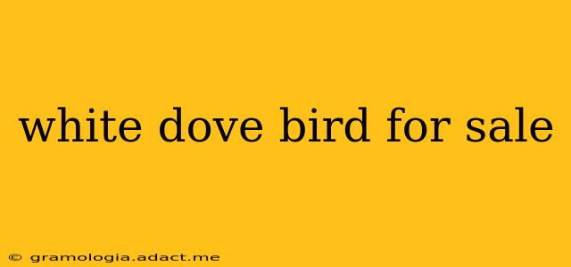white dove bird for sale