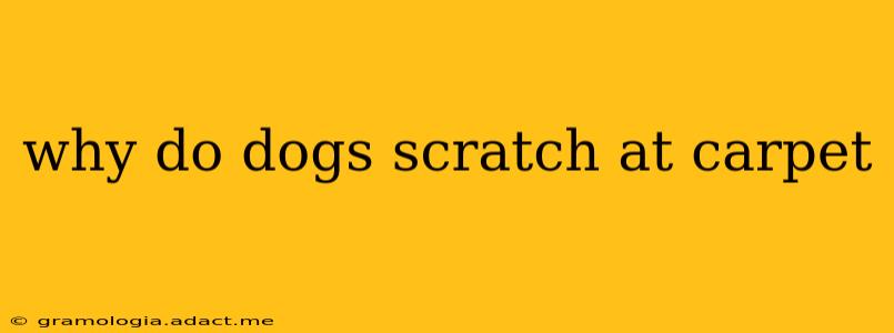 why do dogs scratch at carpet