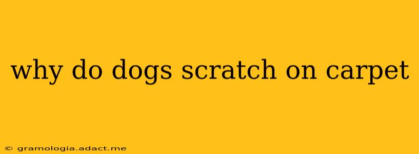 why do dogs scratch on carpet
