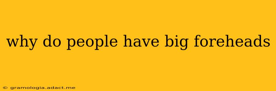 why do people have big foreheads