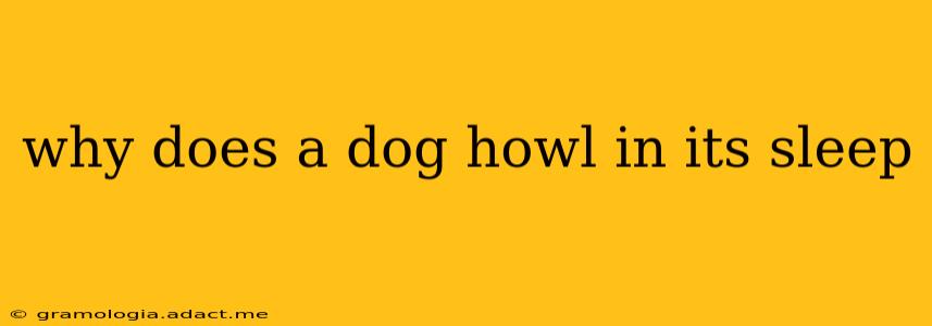 why does a dog howl in its sleep