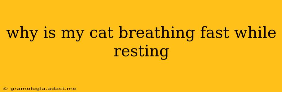 why is my cat breathing fast while resting