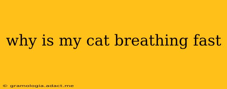 why is my cat breathing fast