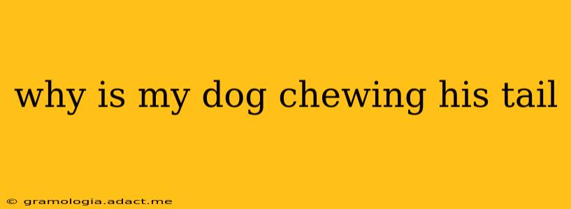 why is my dog chewing his tail