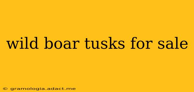 wild boar tusks for sale