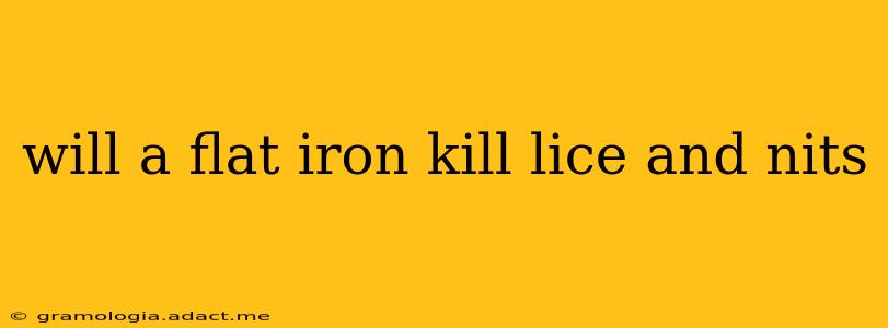 will a flat iron kill lice and nits