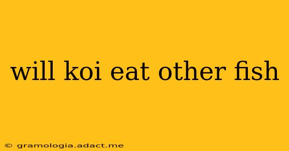 will koi eat other fish