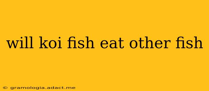 will koi fish eat other fish