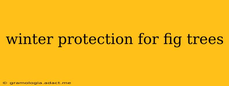 winter protection for fig trees