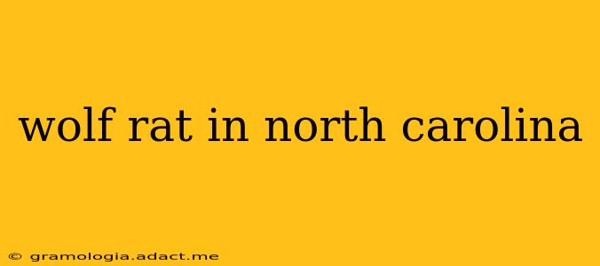 wolf rat in north carolina