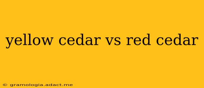 yellow cedar vs red cedar
